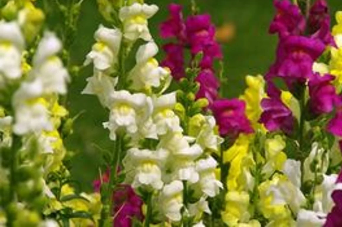 Löwenmäulchen in Gelb, Weiß und Lila